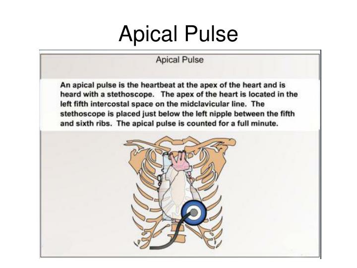 Normal apical pulse for elderly woman